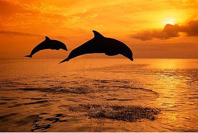 Fami通新一周销量榜 《超级马里奥兄弟：惊奇》再登顶