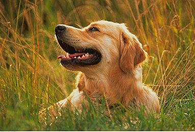 森林之子望远镜在哪获得？森林之子望远镜位置图